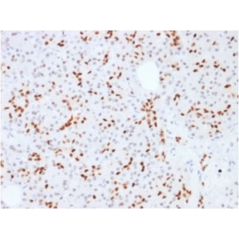 SOX9 / SRY-box 9 (SOX9/2387), CF568 conjugate, 0.1mg/mL