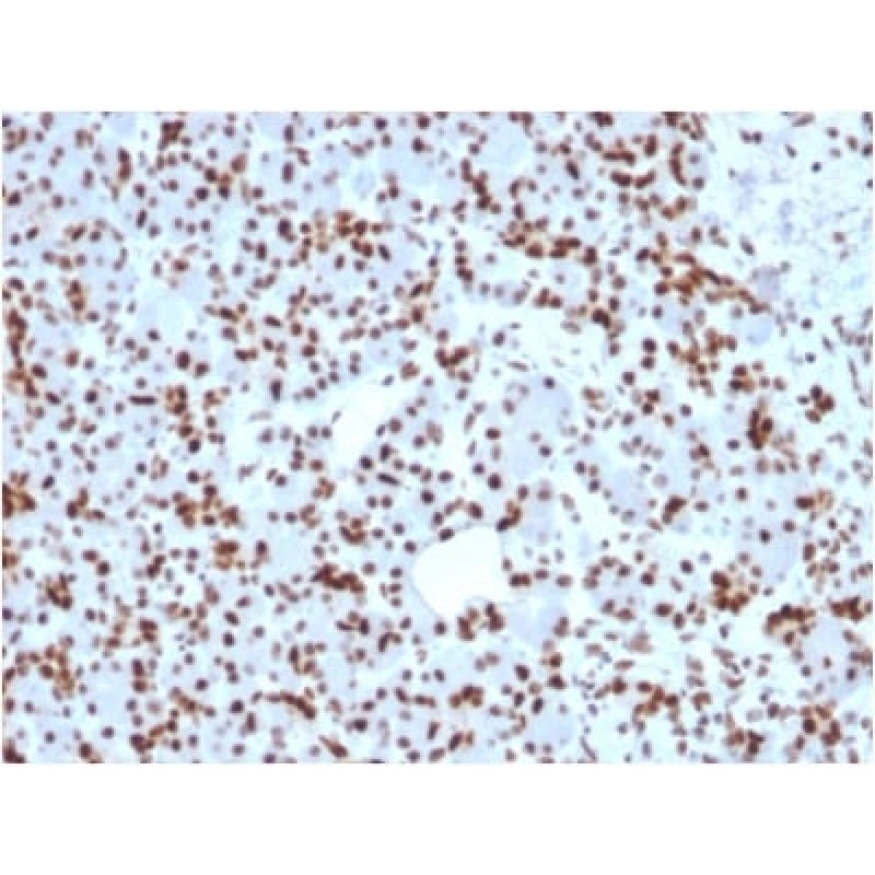 SOX9 / SRY-box 9 (SOX9/2398), CF568 conjugate, 0.1mg/mL