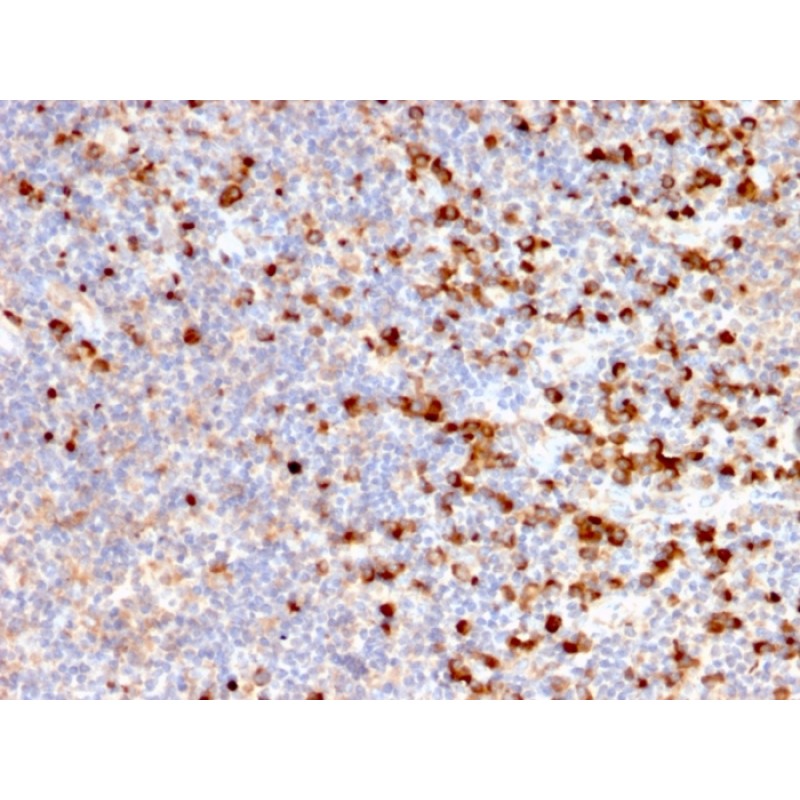 TIM3 / HAVCR2 / CD366 (Effector T-Cell Marker)(HAVCR2/192), CF568 conjugate, 0.1mg/mL