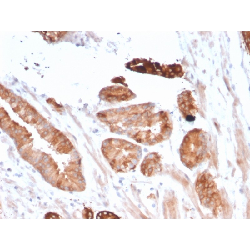 Flt3 / CD135(FLT3/2458), CF568 conjugate, 0.1mg/mL