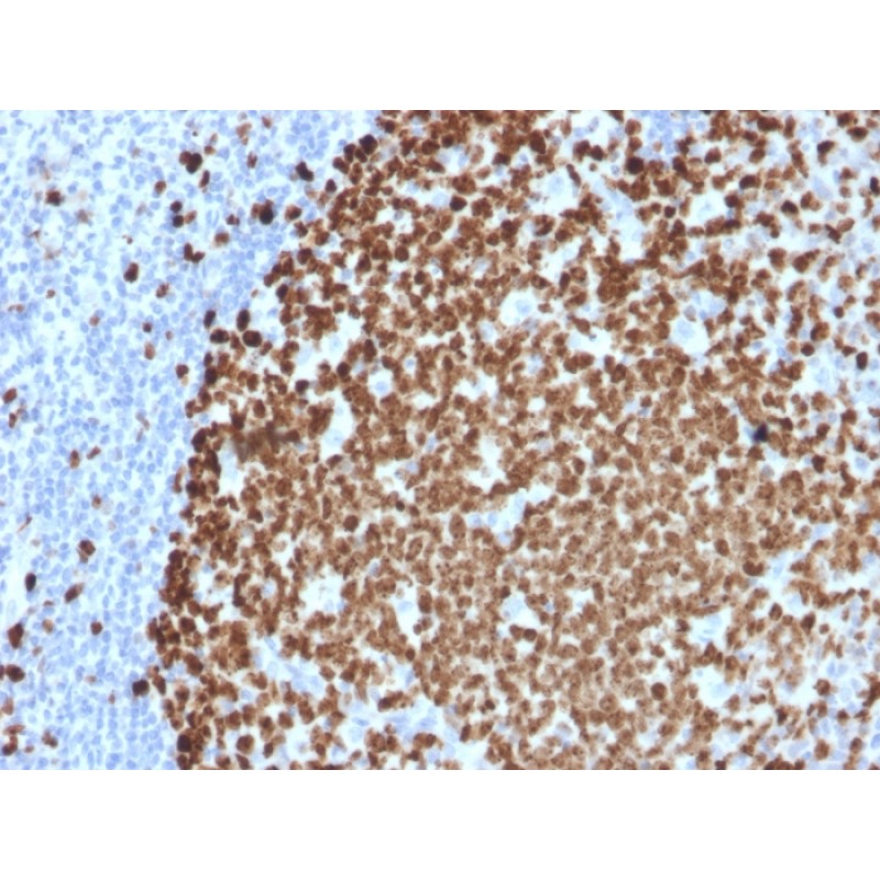 Ki-67 (Proliferating Cell Marker)(MKI67/2461), CF568 conjugate, 0.1mg/mL