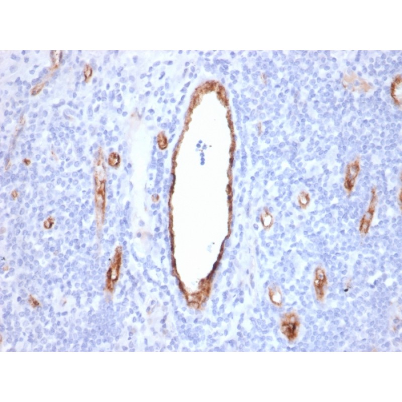 von Willebrand Factor / Factor VIII Related-Ag (Endothelial Marker)(VWF/2480), CF568 conjugate, 0.1mg/mL