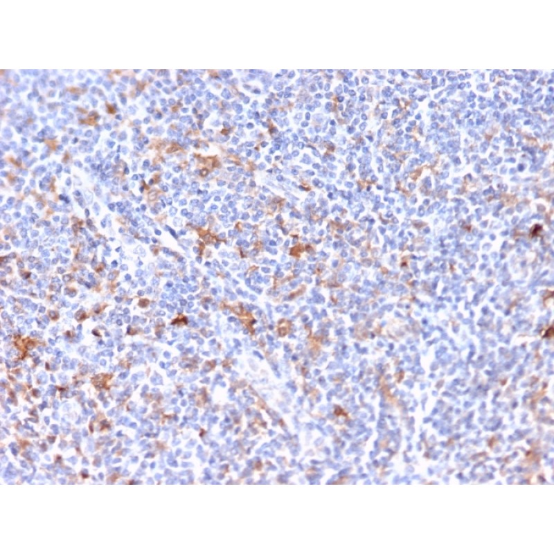RCAS1 / Estrogen Receptor Binding Site Associated, Antigen 9(CPTC-EBAG9-2), CF568 conjugate, 0.1mg/mL