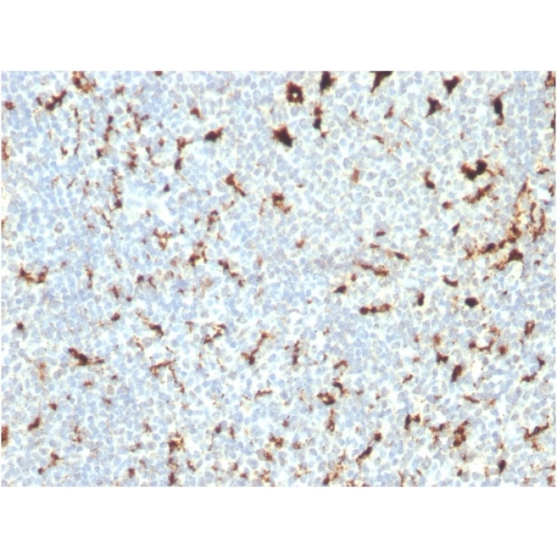 CD68 (Macrophage Marker)(C68/2511), CF568 conjugate, 0.1mg/mL
