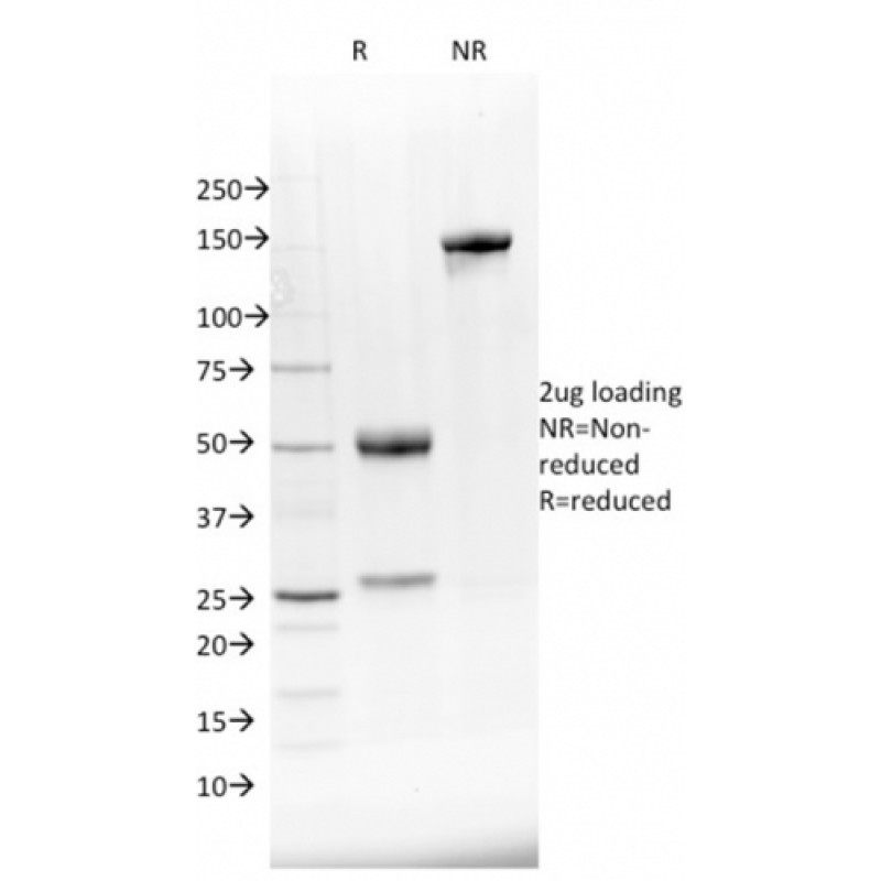 NKX2.8(NKX28/2548), CF568 conjugate, 0.1mg/mL