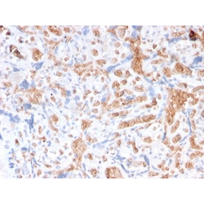 Spectrin Alpha 1 (Erythrocyte Marker) (rSPTA1/1833), CF568 conjugate, 0.1mg/mL