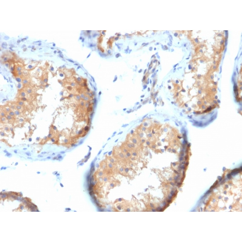 Vinculin (Marker of Age-related Macular Degeneration)(VCL/2573), CF568 conjugate, 0.1mg/mL