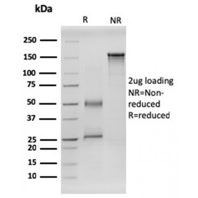 RET Proto-oncogene(RET/2599), CF568 conjugate, 0.1mg/mL