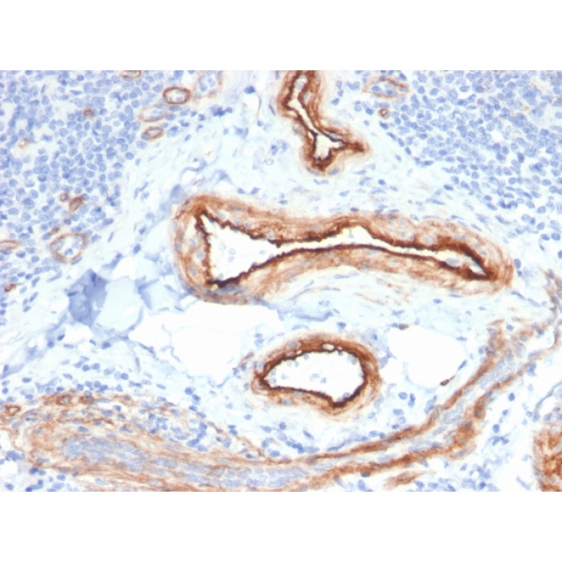 MTF1(MTF1/2649), CF568 conjugate, 0.1mg/mL