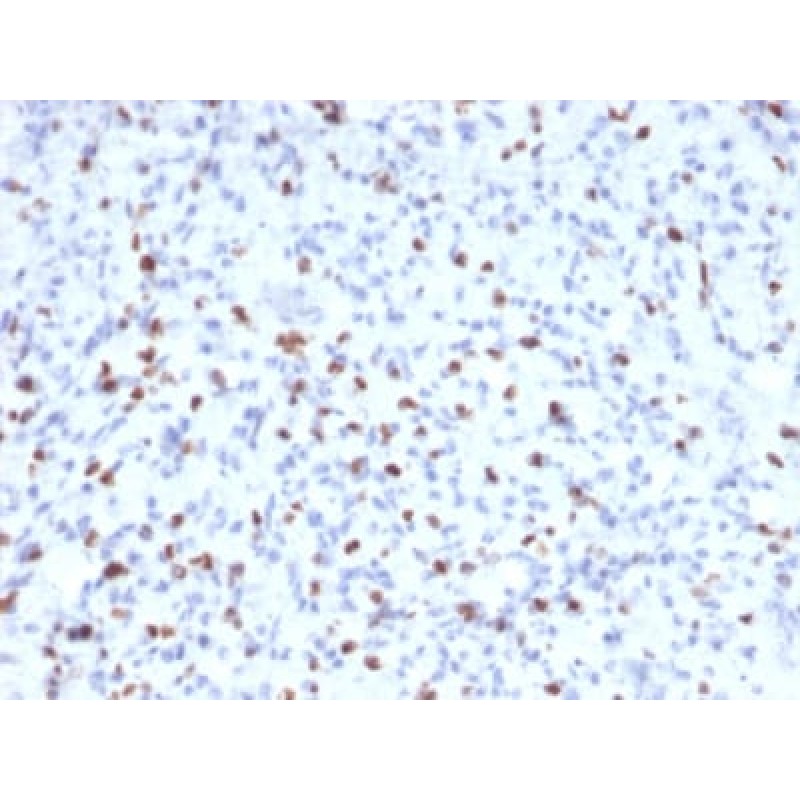 Myogenin (Skeletal Muscle Marker) (MYOG/2660), CF568 conjugate, 0.1mg/mL
