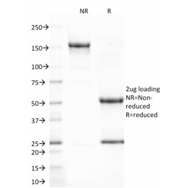 CD80 (B7-1)(C80/2723), CF568 conjugate, 0.1mg/mL