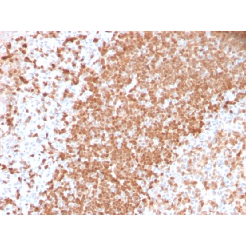 TCL1 (T-Cell Marker) (TCL1/2747R), CF568 conjugate, 0.1mg/mL