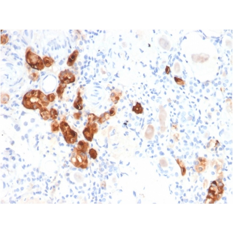 Biotium BNC682782-100, Calbindin 1 (CALB1)(CALB1/2782), CF568 conjugate, 0.1mg/mL