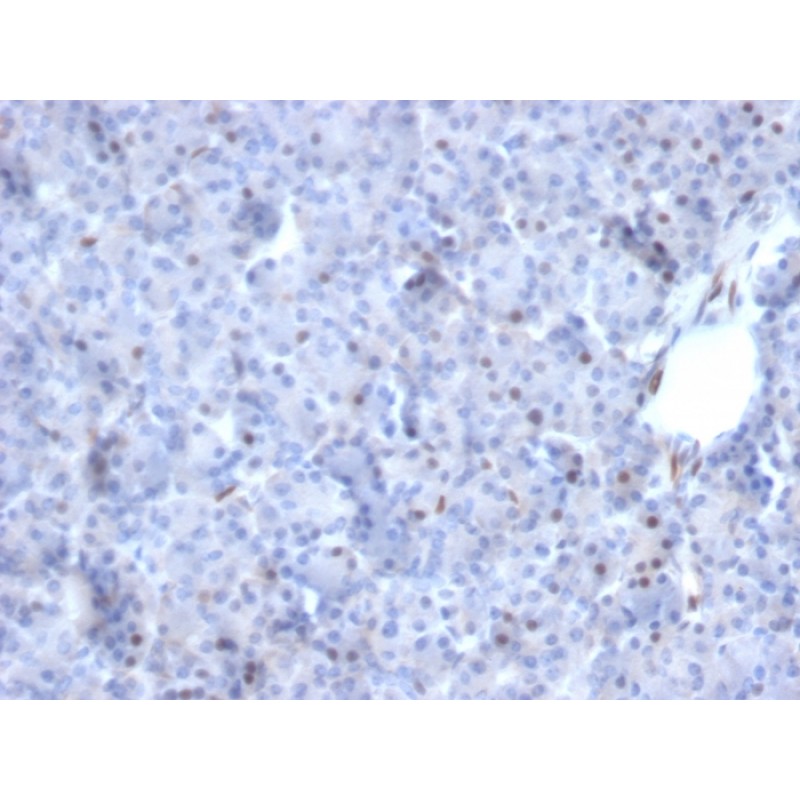 Biotium BNC682784-100, AKT1 (Prognostic Marker for Neuroendocrine Tumors)(AKT1/2784), CF568 conjugate, 0.1mg/mL