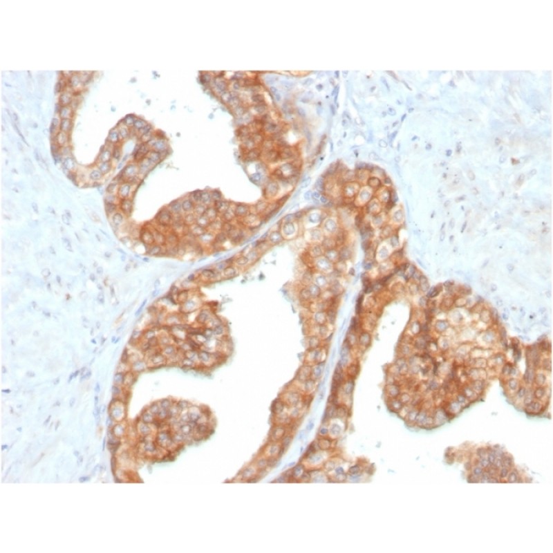 RET Proto-oncogene(RET/2795), CF568 conjugate, 0.1mg/mL