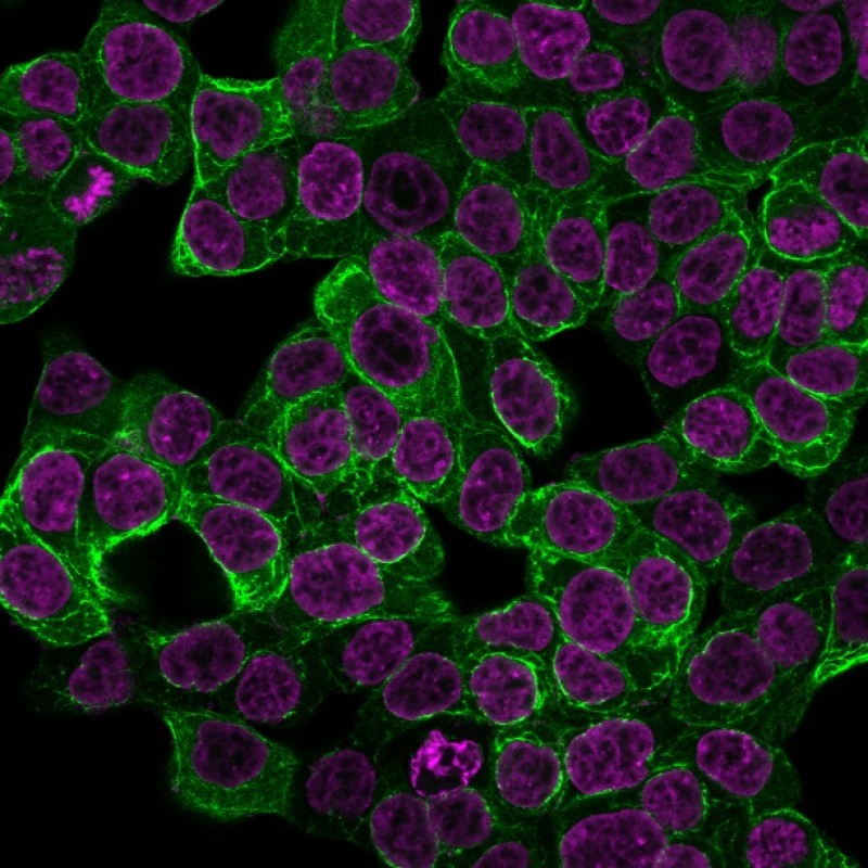 Cytokeratin 18 (KRT18) (KRT18/2808R), CF568 conjugate, 0.1mg/mL