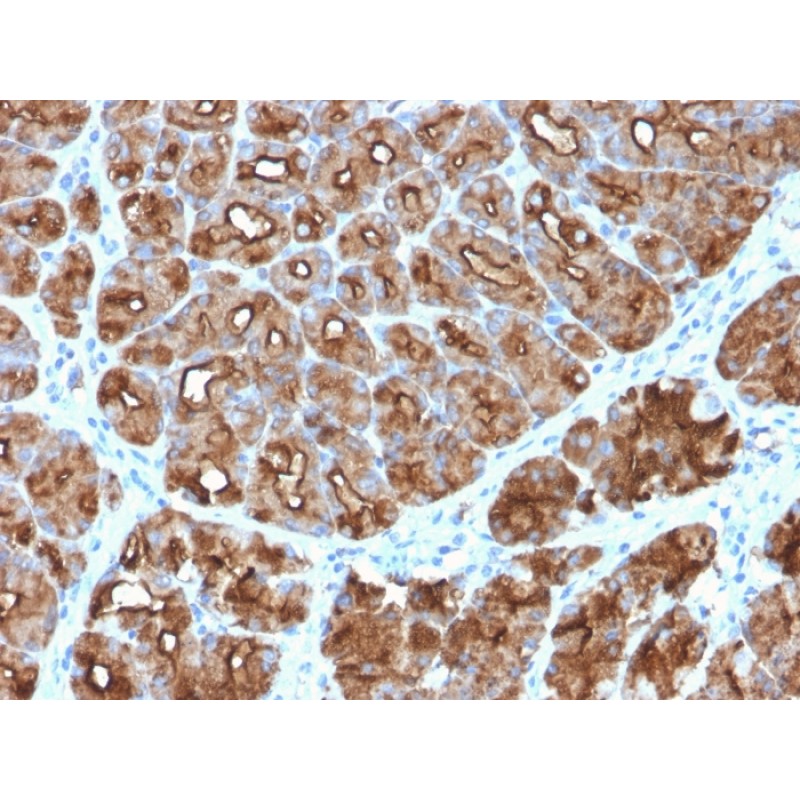 MUC1 / CA15-3 / EMA / CD227 (Epithelial Marker)(MUC1/2818R), CF568 conjugate, 0.1mg/mL
