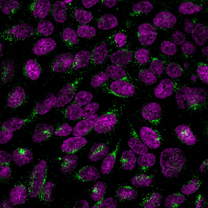 Golgi Complex (Marker for Human Cells) (GLG1/2829R), CF568 conjugate, 0.1mg/mL