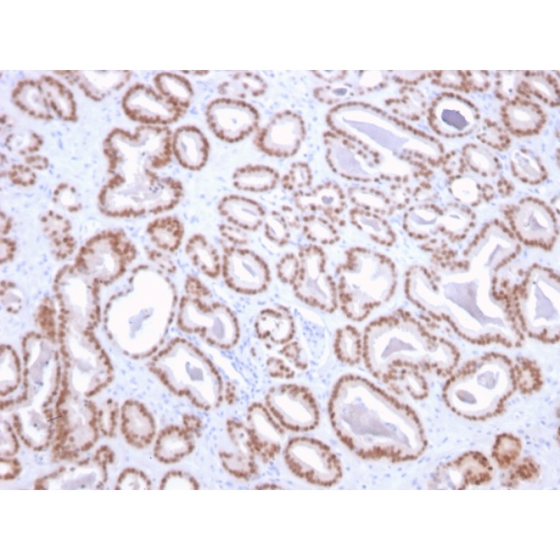 NKX3.1 (Metastatic Prostate Adenocarcinoma Marker)(NKX3.1/2836), CF568 conjugate, 0.1mg/mL