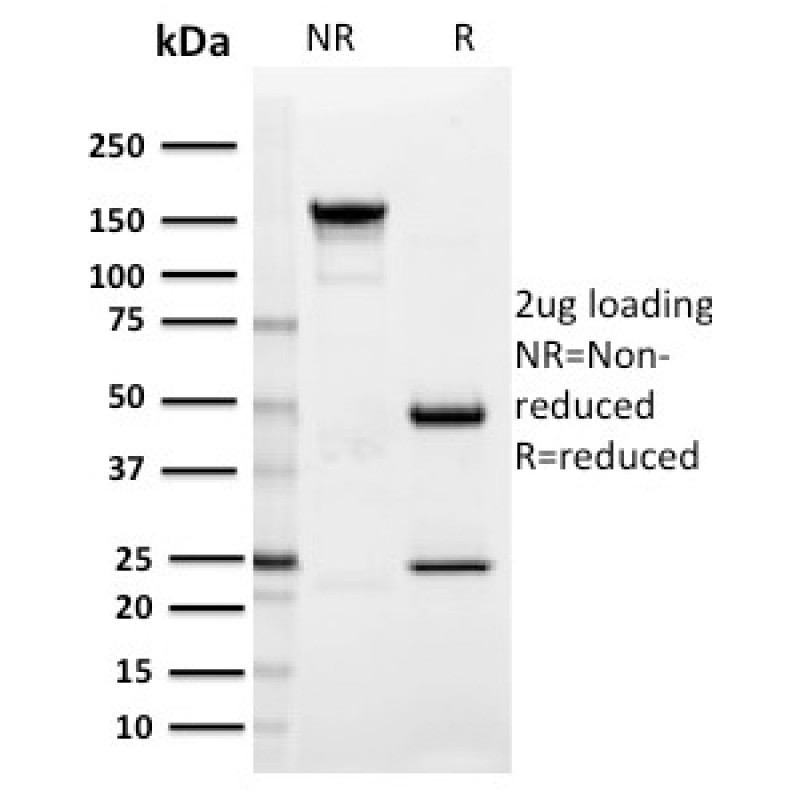 SIGLEC1 / CD169 / Sialoadhesin(HSn 7D2), CF568 conjugate, 0.1mg/mL