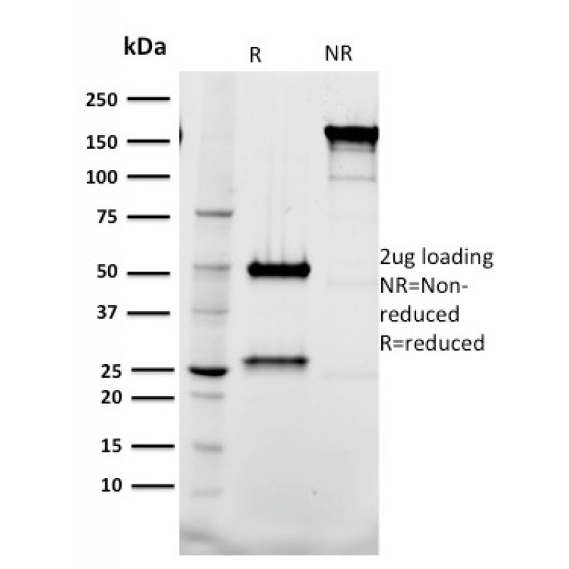 Tal1(BTL73), CF568 conjugate, 0.1mg/mL