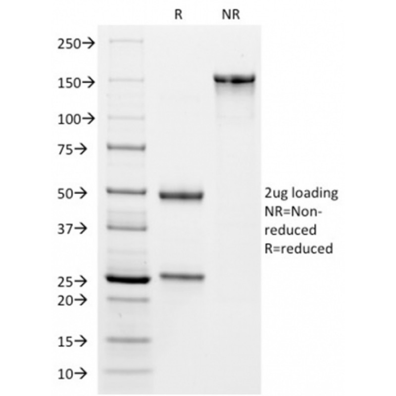 VISTA / GI24 (Negative Regulator of Immune Response)(VISTA/2864), CF568 conjugate, 0.1mg/mL
