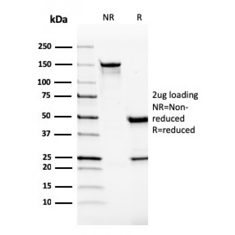 VISTA / GI24 (Negative Regulator of Immune Response)(VISTA/2865), CF568 conjugate, 0.1mg/mL