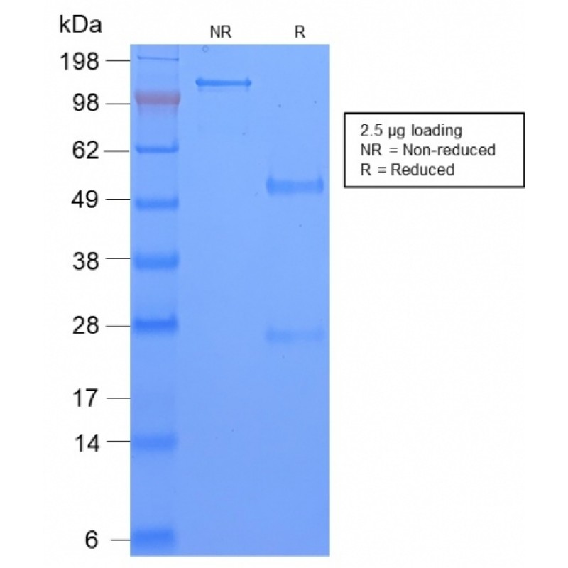 TAG-72 / CA72.4 (Tumor-Associated Glycoprotein)(CA72/2869R), CF568 conjugate, 0.1mg/mL