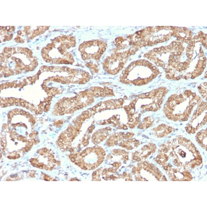 Ornithine Decarboxylase-1 (ODC-1)(ODC1/2878R), CF568 conjugate, 0.1mg/mL