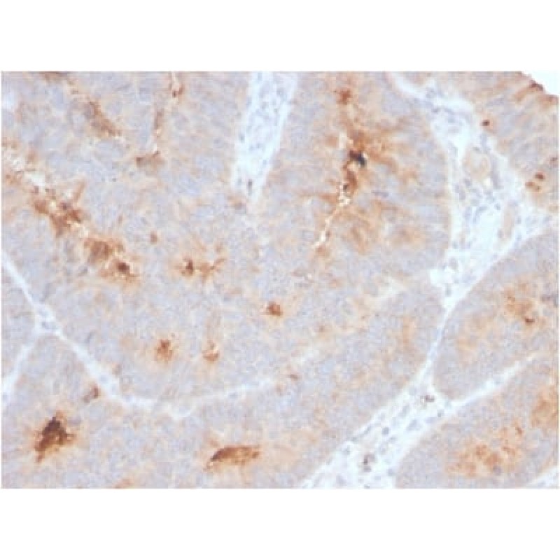 Secretory Component / ECM1 (ECM1/2889R), CF568 conjugate, 0.1mg/mL