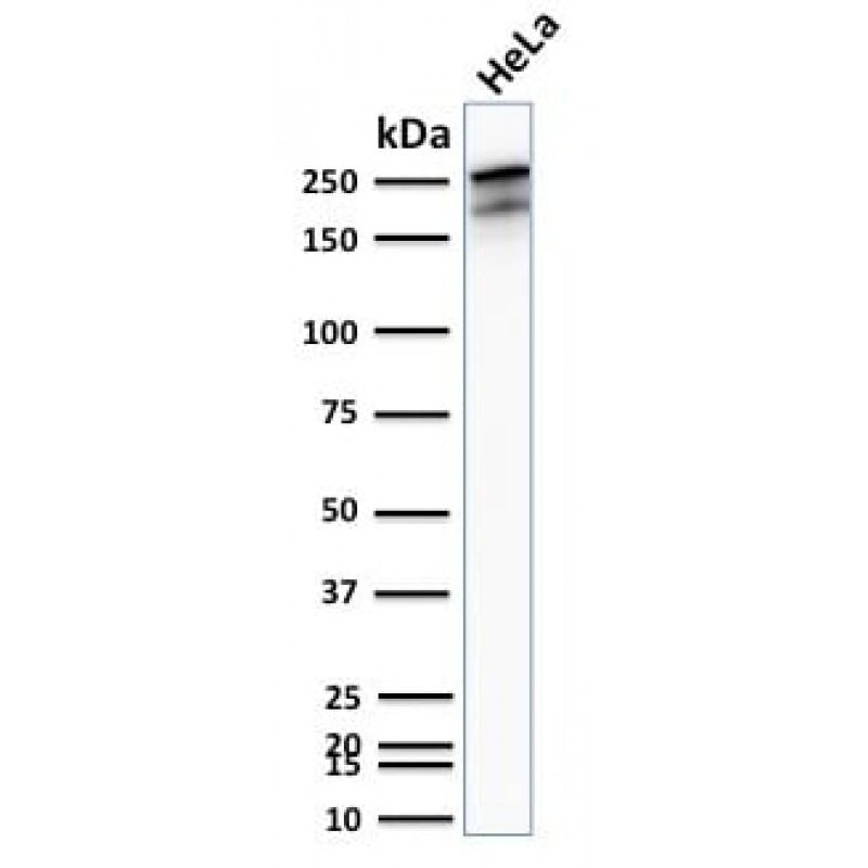 Spectrin beta III (SPTBN2) (SPTBN2/2894R), CF568 conjugate, 0.1mg/mL