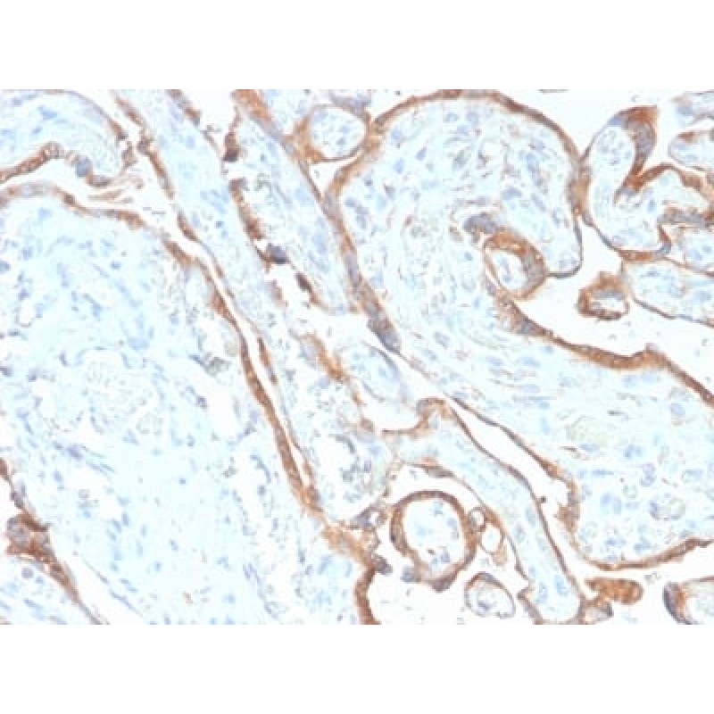 EGFR (Epidermal Growth Factor Receptor) (GFR/2968R), CF568 conjugate, 0.1mg/mL
