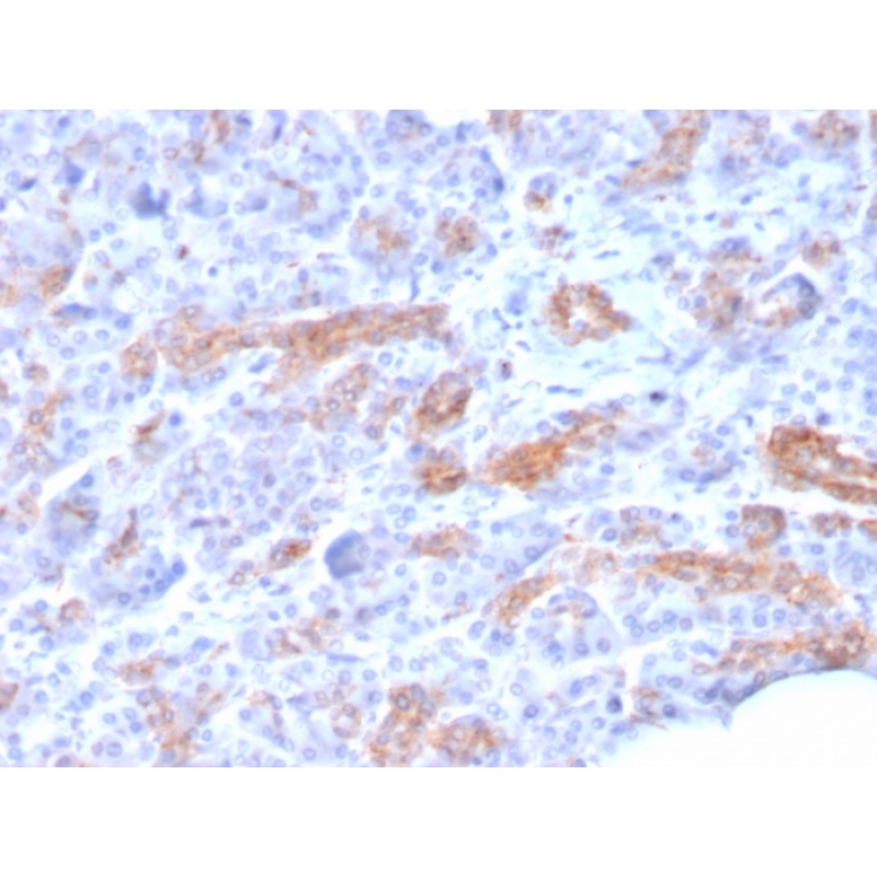 MRP3 (Multidrug Resistance-Associated Protein 3)(ABCC3/2971), CF568 conjugate, 0.1mg/mL