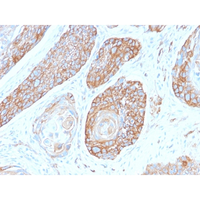 Spectrin beta III (SPTBN2)(SPTBN2/2979R), CF568 conjugate, 0.1mg/mL