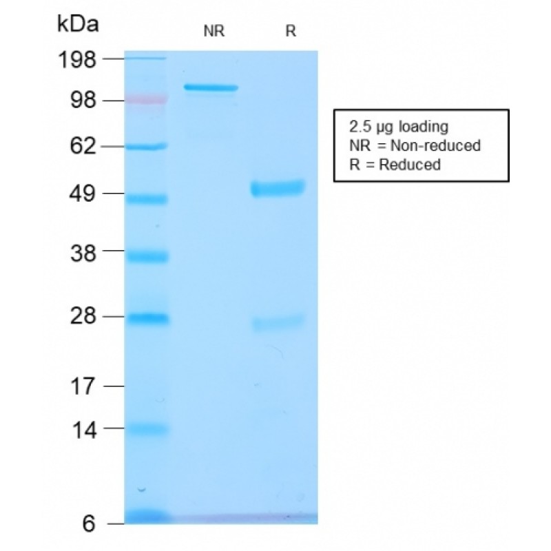 GnRH-Receptor / LH-RH Receptor(GNRHR/2982R), CF568 conjugate, 0.1mg/mL