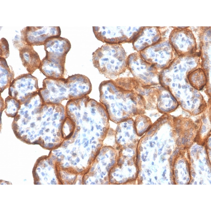 VISTA / GI24 (Negative Regulator of Immune Response)(VISTA/3006), CF568 conjugate, 0.1mg/mL