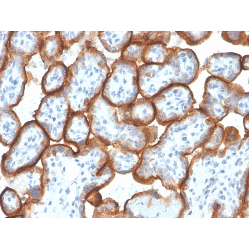 VISTA / B7-H5 / VSIR (Negative Regulator of Immune Response)(VISTA/3007), CF568 conjugate, 0.1mg/mL
