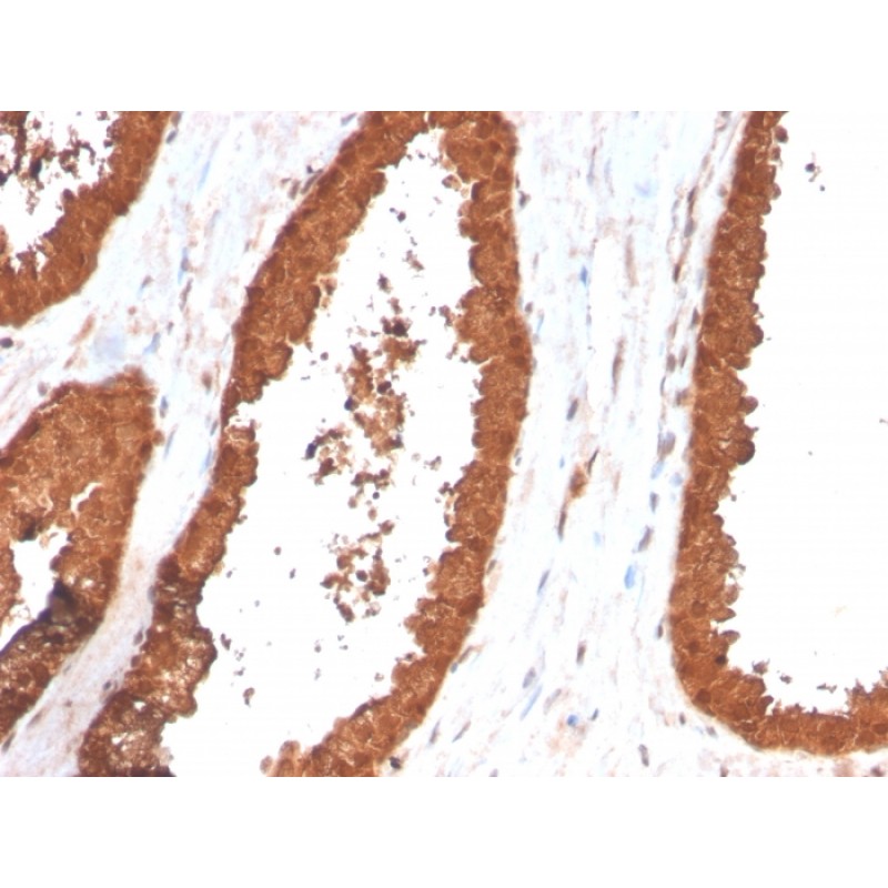 TIGIT / VSTM3 / VSIG9 (Immune Checkpoint for Cancer)(TIGIT/3017), CF568 conjugate, 0.1mg/mL