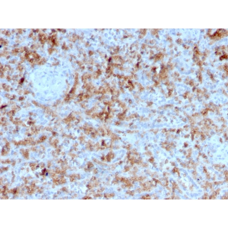 Granzyme B (NK/T-Cell Lymphoma Marker)(GZMB/3055), CF568 conjugate, 0.1mg/mL