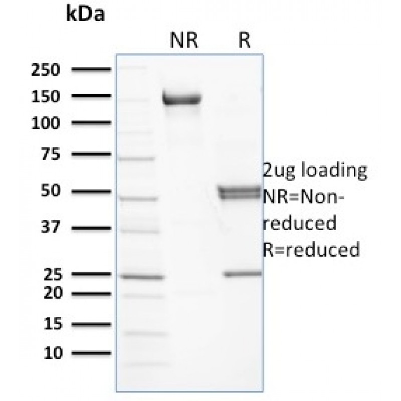 Spectrin beta I (SPTB)(RG/26), CF568 conjugate, 0.1mg/mL