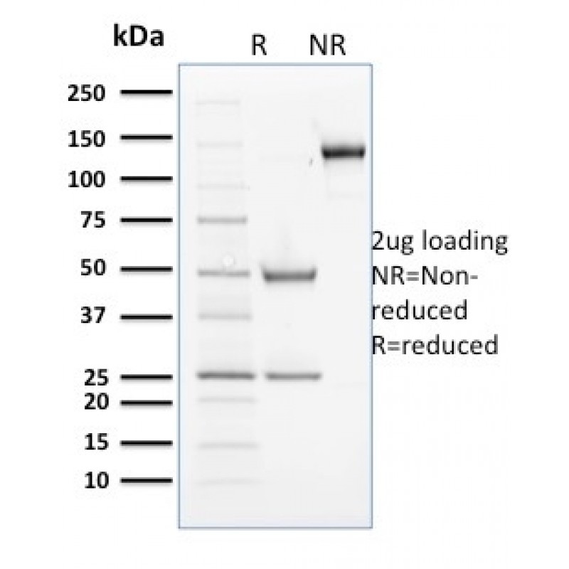 Cyclin B2(X29.2), CF568 conjugate, 0.1mg/mL