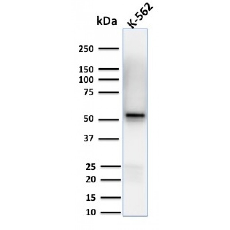 Spastin(Sp 6C6), CF568 conjugate, 0.1mg/mL