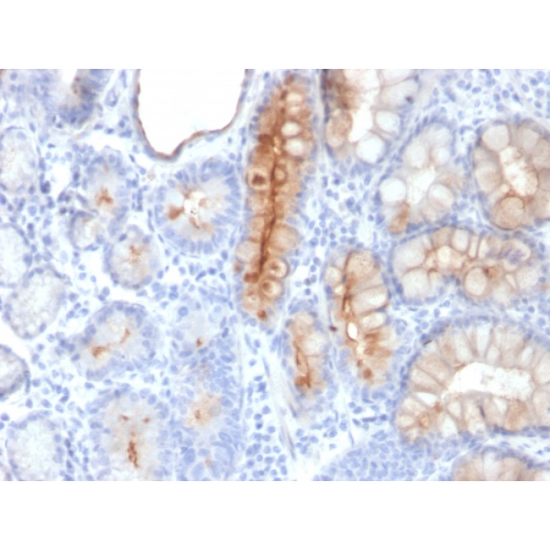 MUC4 (Mucin 4 / Gastric Mucin)(MUC4/3084), CF568 conjugate, 0.1mg/mL