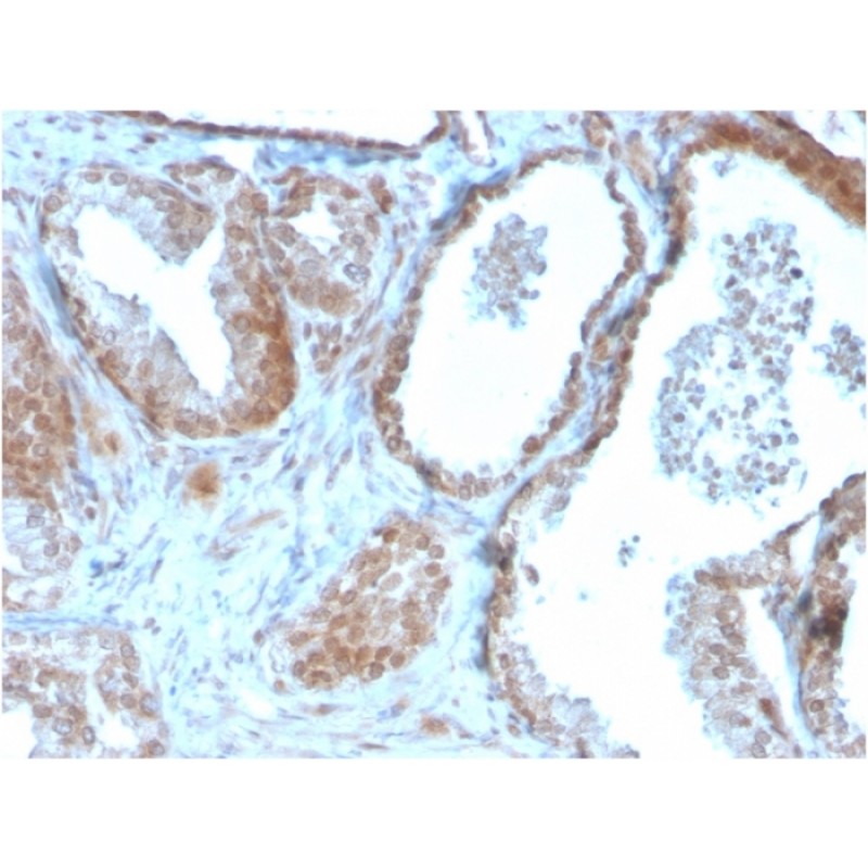 TIGIT / VSTM3 / VSIG9 (Immune Checkpoint for Cancer)(TIGIT/3106), CF568 conjugate, 0.1mg/mL