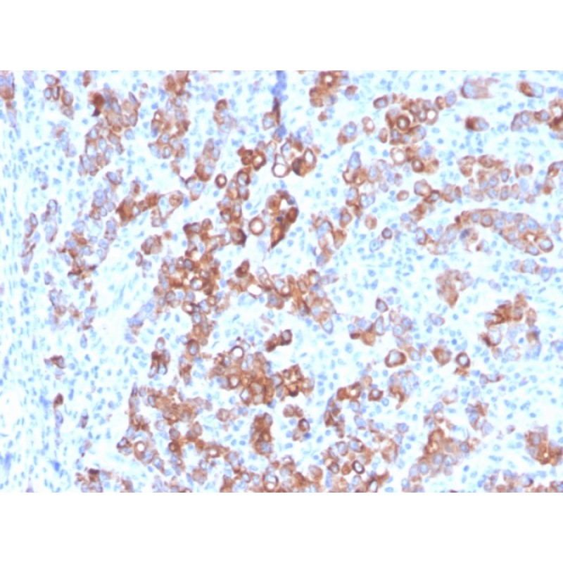 TIM3 / HAVCR2 / CD366 (Effector T-Cell Marker)(TIM3/3113), CF568 conjugate, 0.1mg/mL