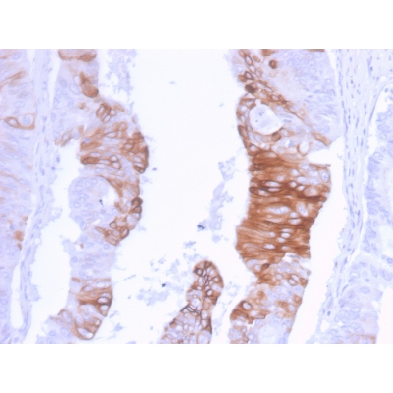 Cytokeratin 20 (KRT20) (Colorectal Epithelial Marker)(KRT20/3129R), CF568 conjugate, 0.1mg/mL