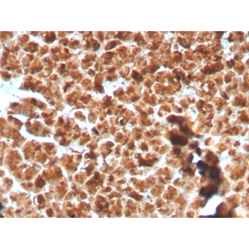 GP2 (Glycoprotein 2) / ZAP75(GP2/3134R), CF568 conjugate, 0.1mg/mL