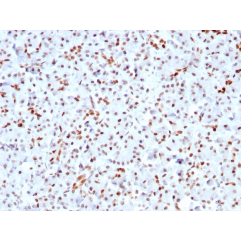 SOX9 / SRY-box 9(SOX9/3141R), CF568 conjugate, 0.1mg/mL
