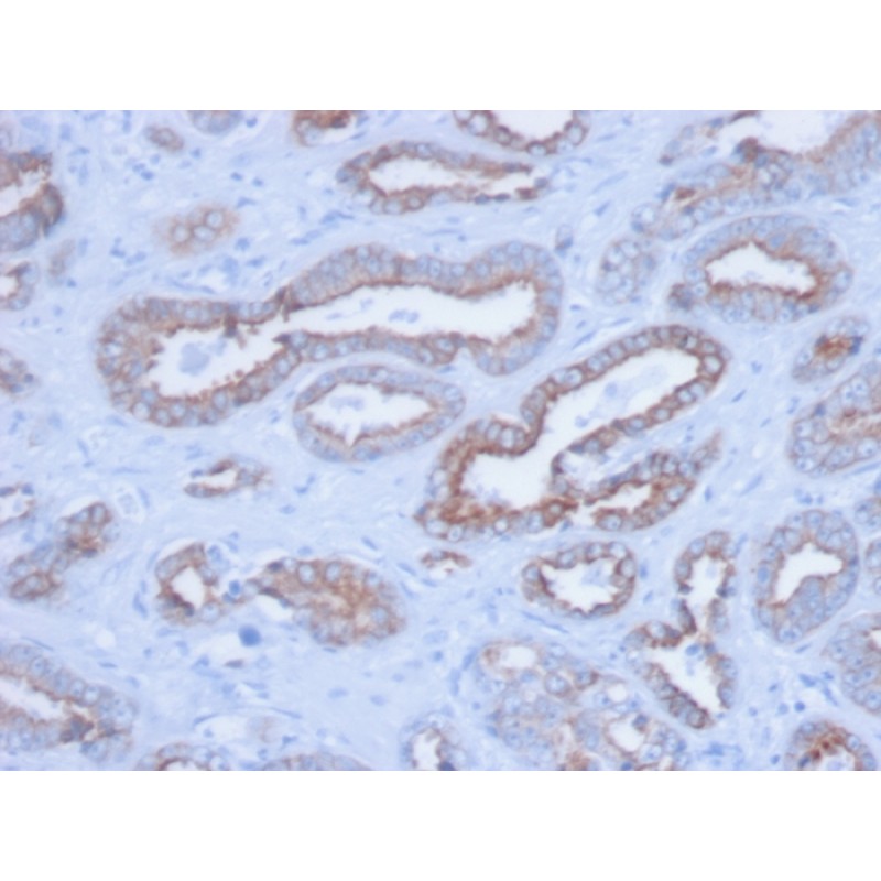 Cytokeratin, pan (Epithelial Marker)(PCK/3150), CF568 conjugate, 0.1mg/mL