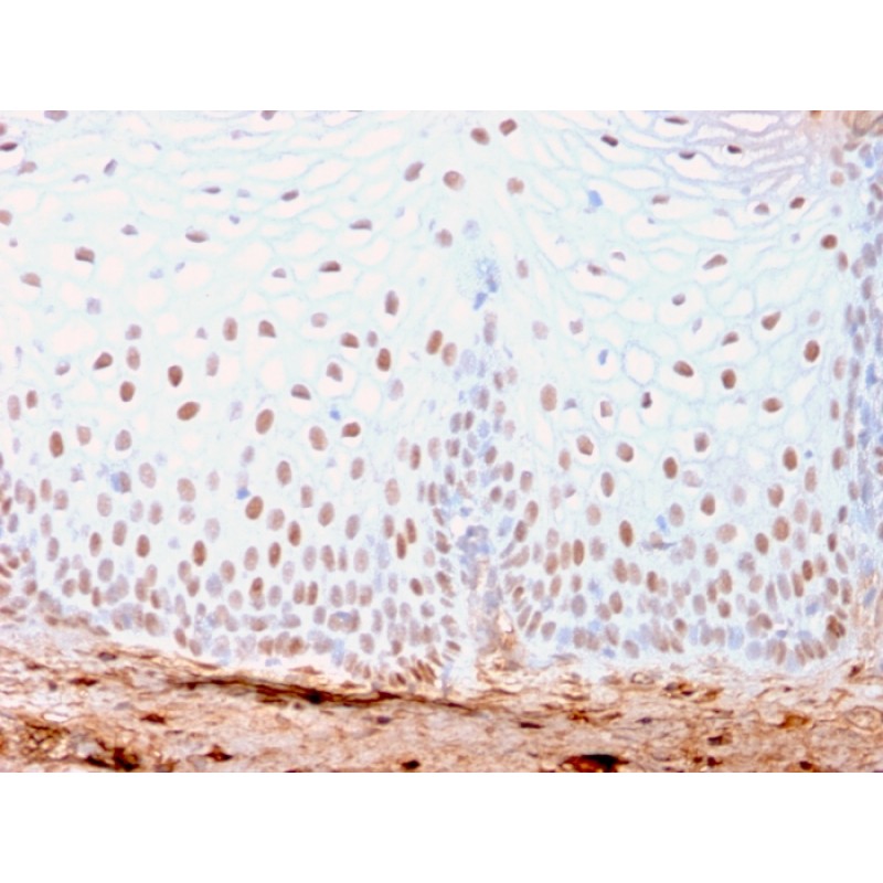 SOX2 (Embryonic Stem Cell Marker)(SOX2/3169R), CF568 conjugate, 0.1mg/mL